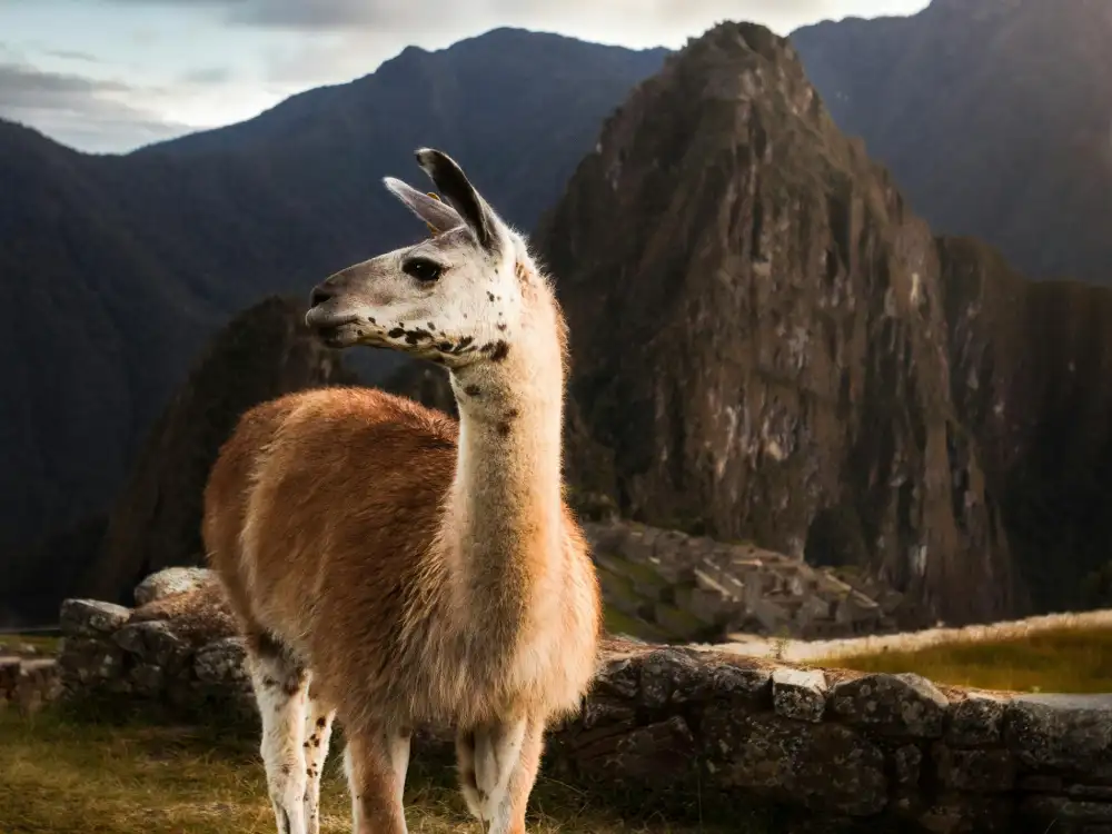 Llamas in Peru: History, Culture, and Where to See Them